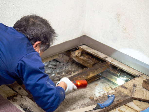Home Mold Removal in Westmere, NY