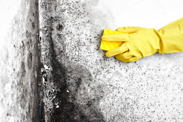 Best Residential Mold Removal  in Westmere, NY