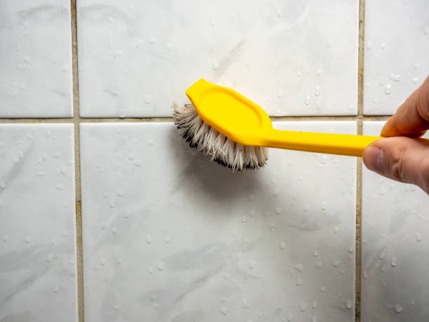 Best Professional Mold Removal  in Westmere, NY