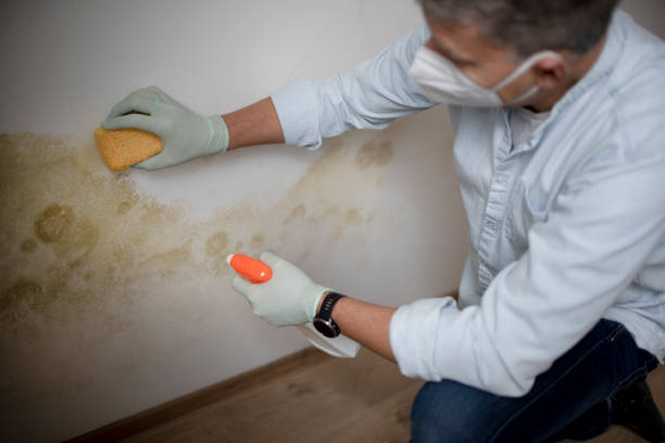 Certified Mold Removal in Westmere, NY