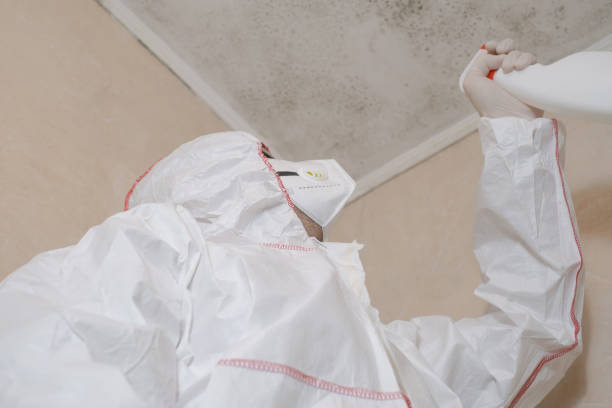 Best Toxic Mold Removal  in Westmere, NY