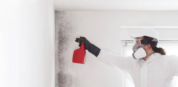 Best Residential Mold Removal  in Westmere, NY