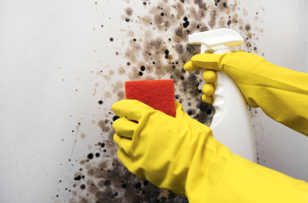 Best Mold Damage Repair  in Westmere, NY
