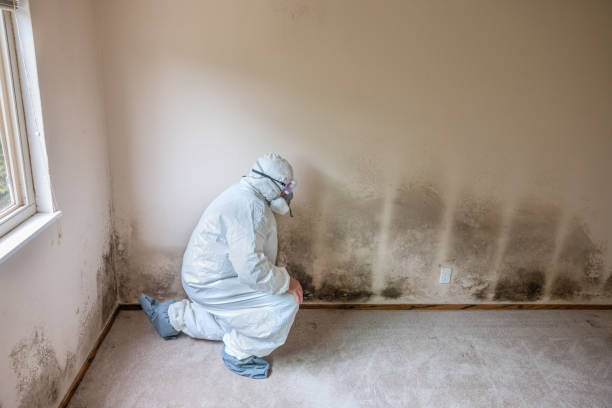 Attic Mold Removal in Westmere, NY