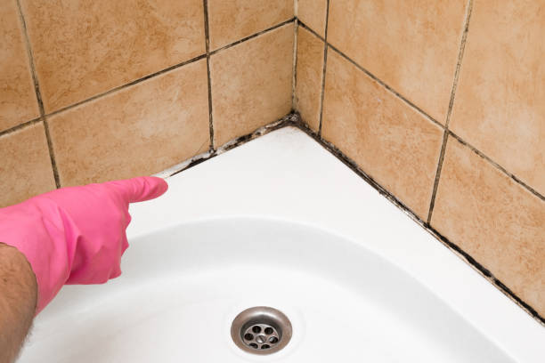 Best Mold Testing  in Westmere, NY
