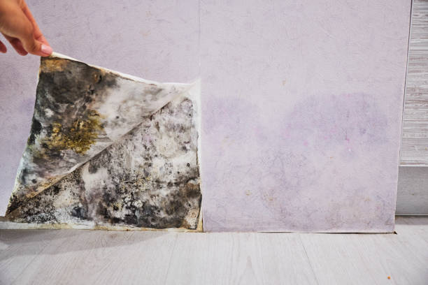 Best Mold Damage Repair  in Westmere, NY